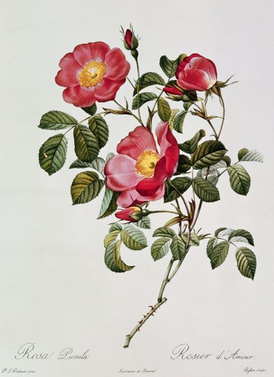 Les Roses de Thory. Rosa Pumilia by Pierre Joseph Redouté